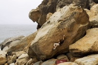 Rock climber Kevin Jorgeson ascending a sandstone boulder at Salt Point State Park, Sonoma Coast, Calfornia